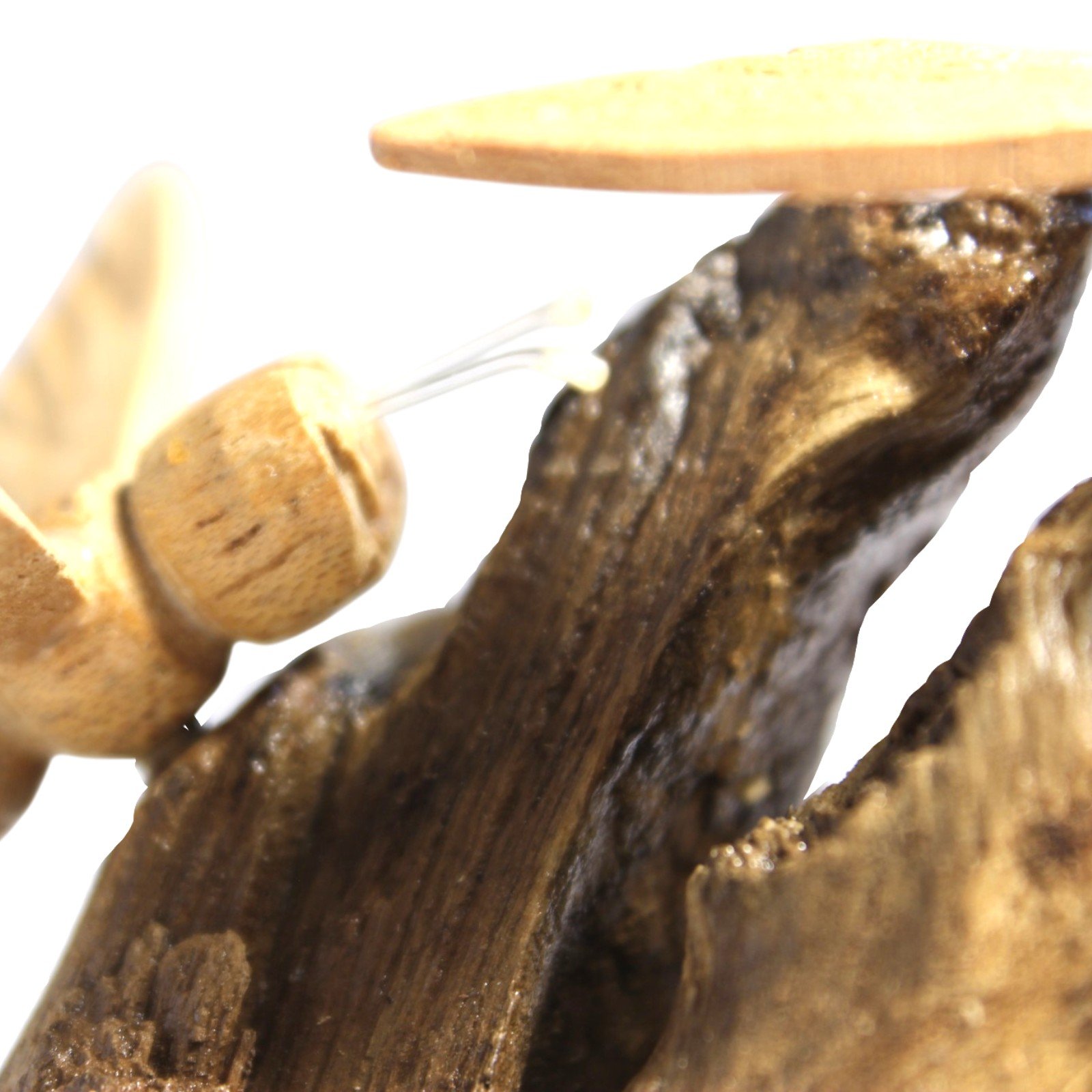 Close-up of a bee perched at the edge of the parasite wood, wings extended