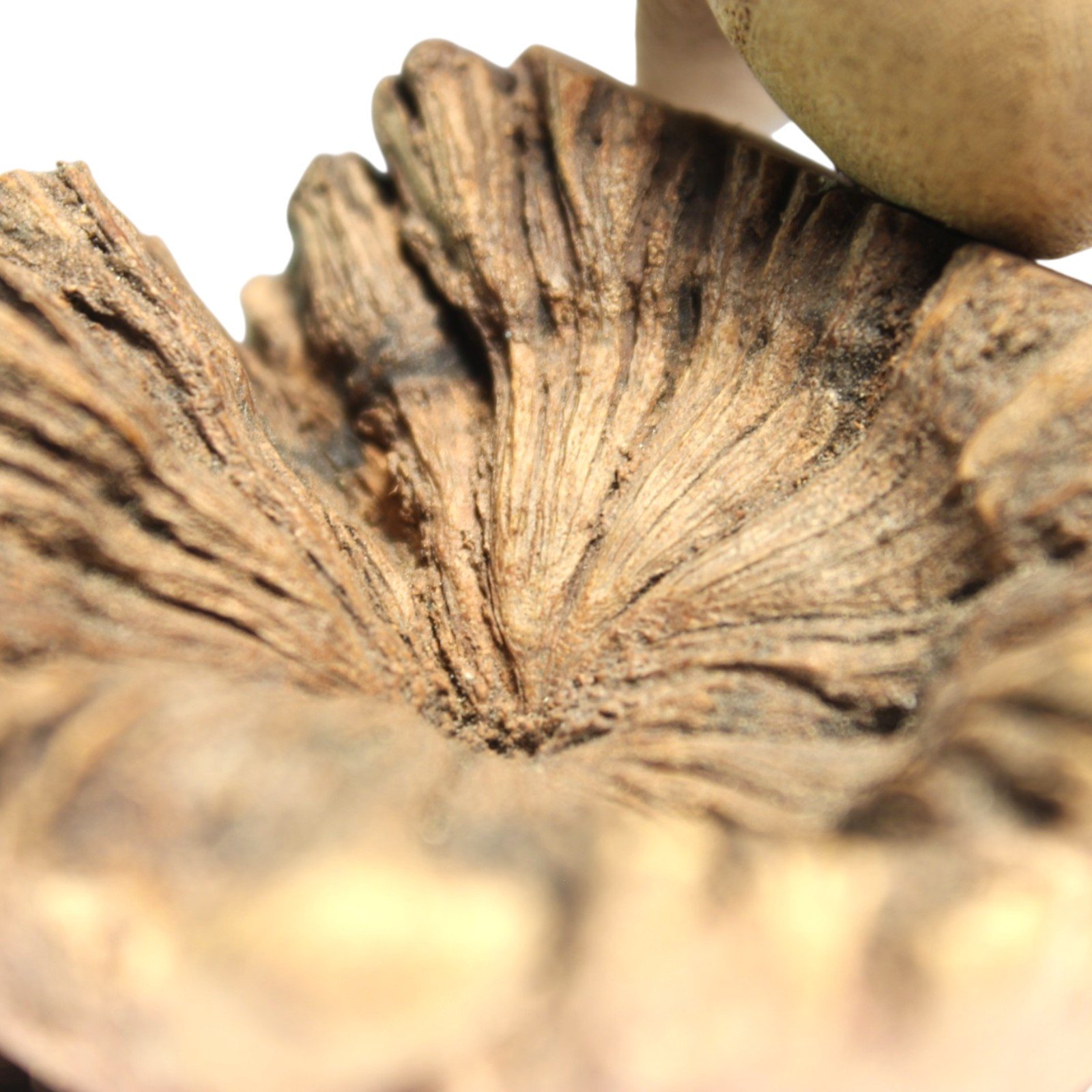 Macro view of the parasite wood base showing its natural radiating grain