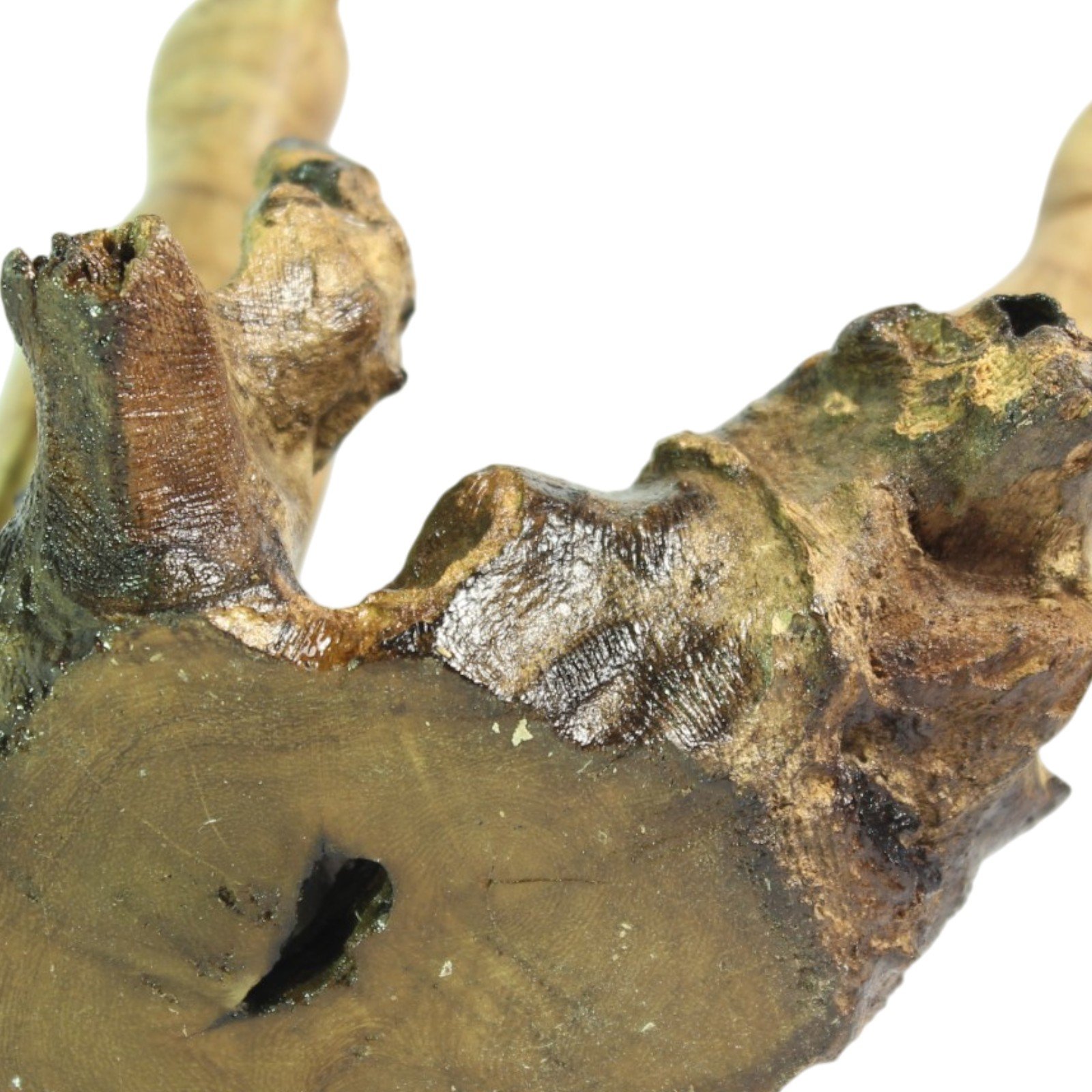 Close-up of the natural parasite wood base showing texture and hollows