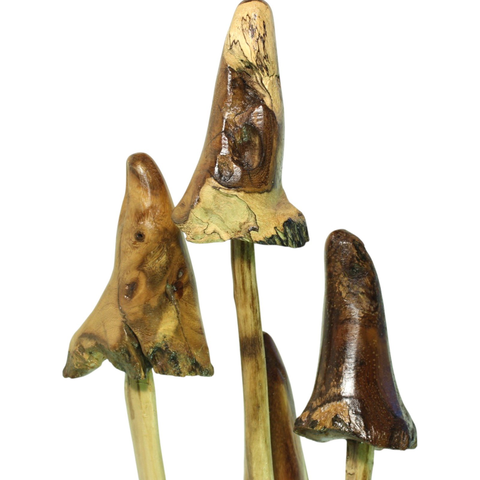 Angled view of the mushroom caps showing varied shapes and tones