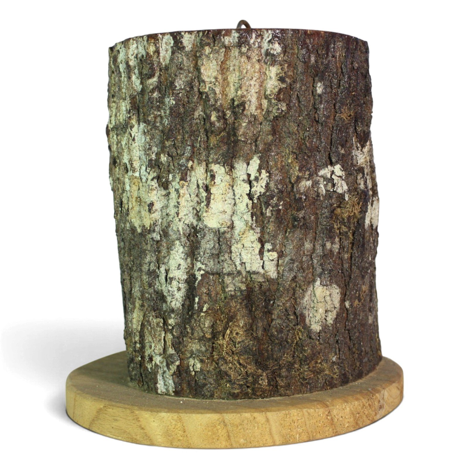 Back of the parasite wood burl showing raw, textured bark and lichen patches
