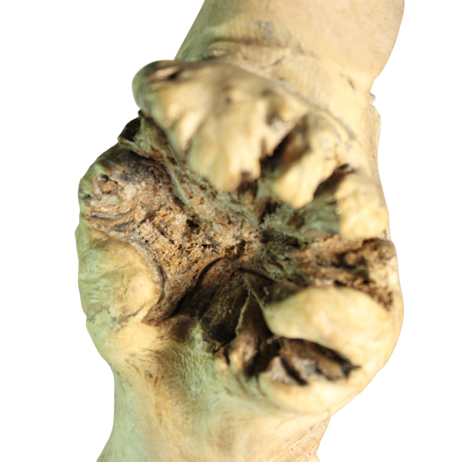 Extreme close-up of the natural parasite wood growth at the figure's base